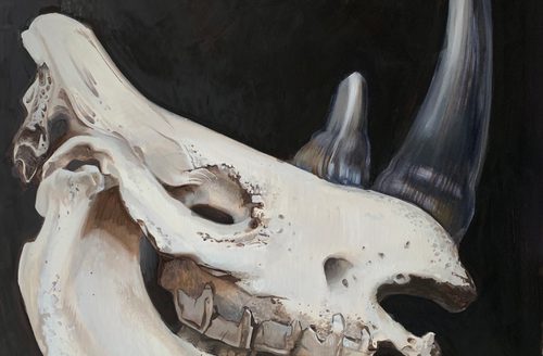 White rhino Went extinct 2018 Baroque Anarchist